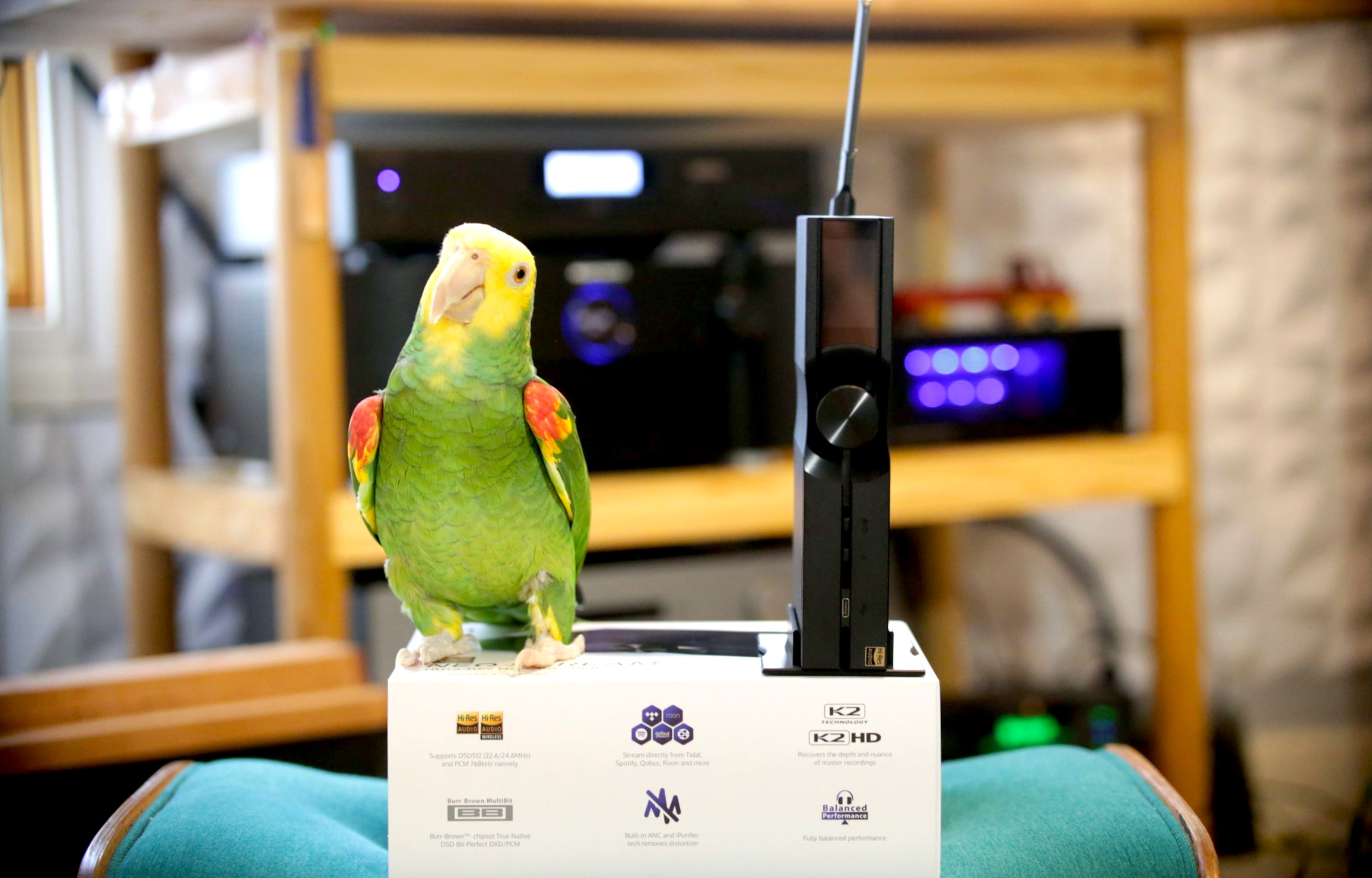 ifi audio neo stream 3